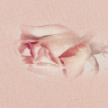 Pink Rose