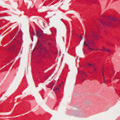 Magic Red/White